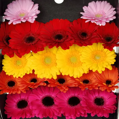 Germini mix Rainbow