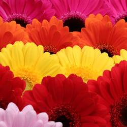 Germini mix Rainbow