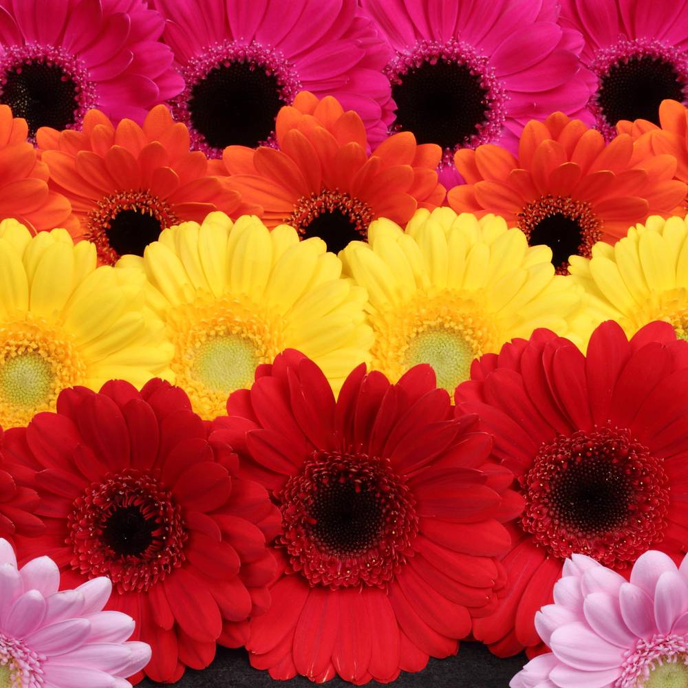 Germini mix Rainbow