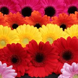 Germini mix Rainbow