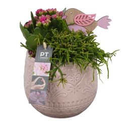 Kal.Arr PTIB9021 T14 H22