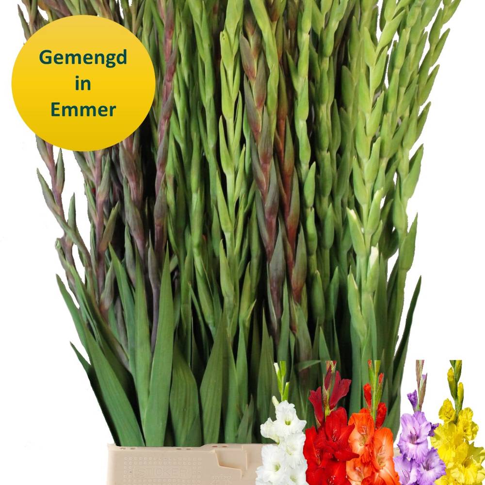 Gladiole mix gemischt 120cm