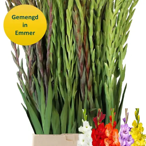 Gladiole mix gemischt 120cm