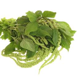 Amaranthus hang hell grün Cyclop 80cm