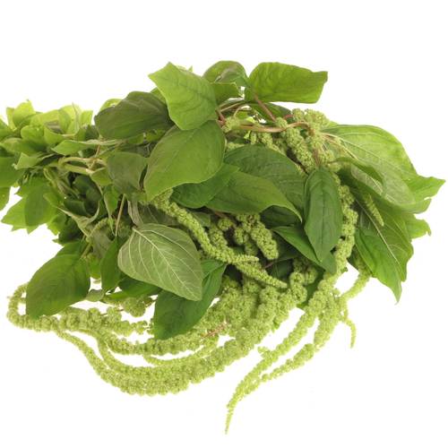 Amaranthus hang hell grün Cyclop 80cm