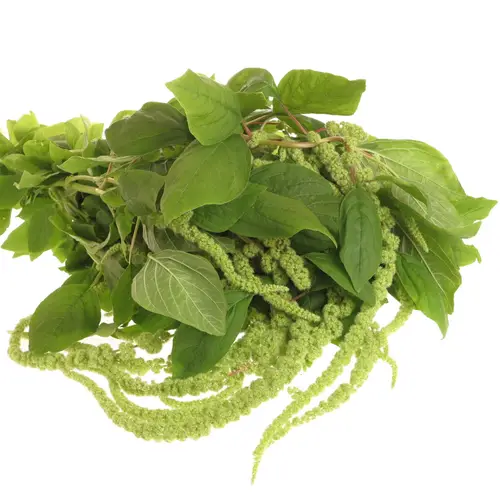 Amaranthus hang hell grün Cyclop 80cm