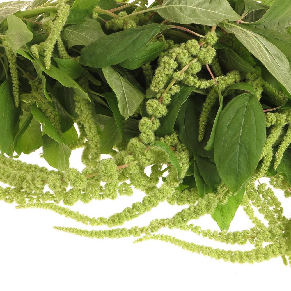 Amaranthus hang hell grün Cyclop 80cm