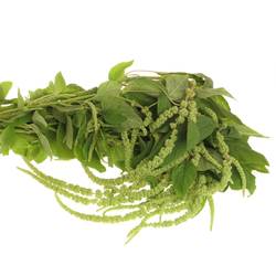 Amaranthus hang hell grün Cyclop 80cm