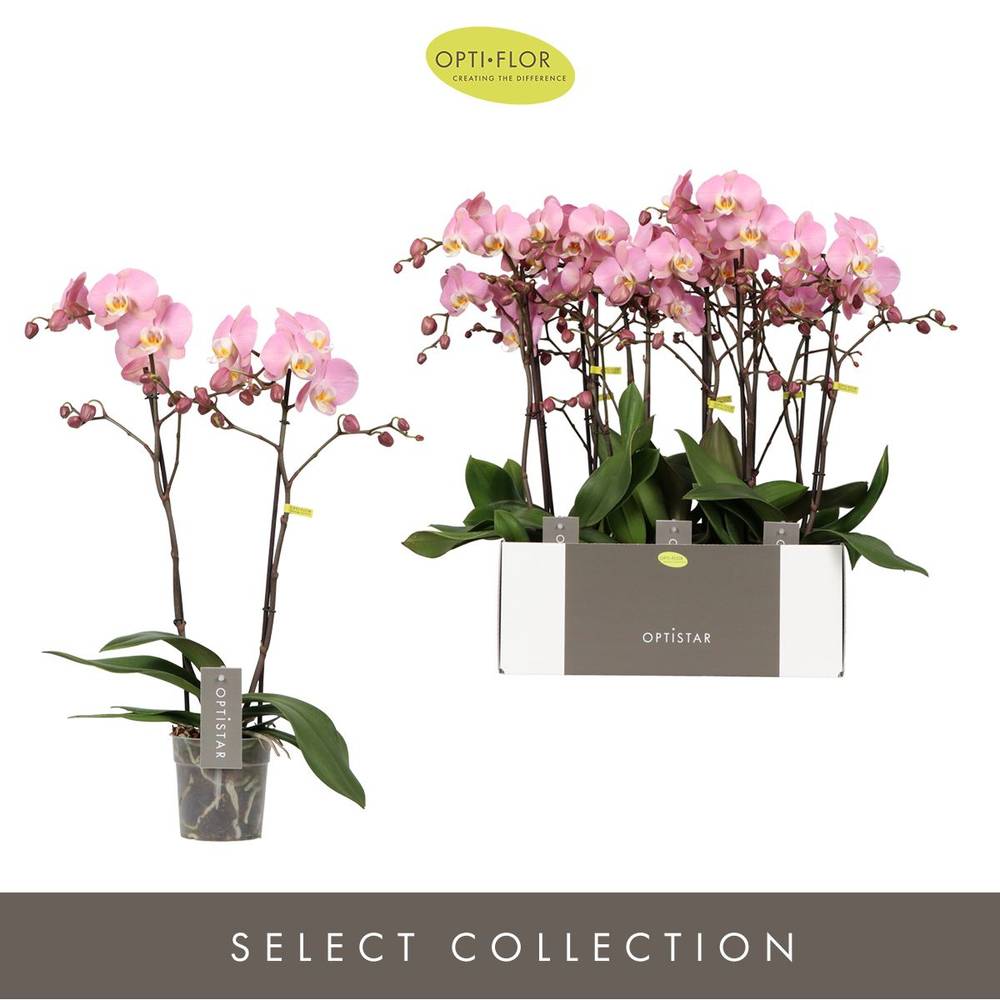 Phal.2-R rosa Padova T12 H060