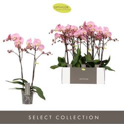 Phal.2-R rosa Padova T12 H060