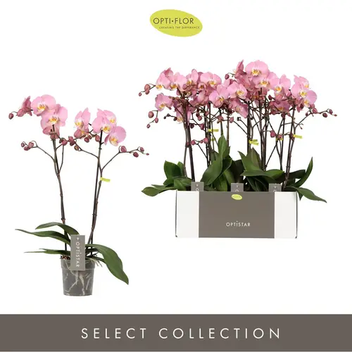 Phal.2-R rosa Padova T12 H060