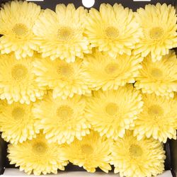 Gerbera creme Full Moon