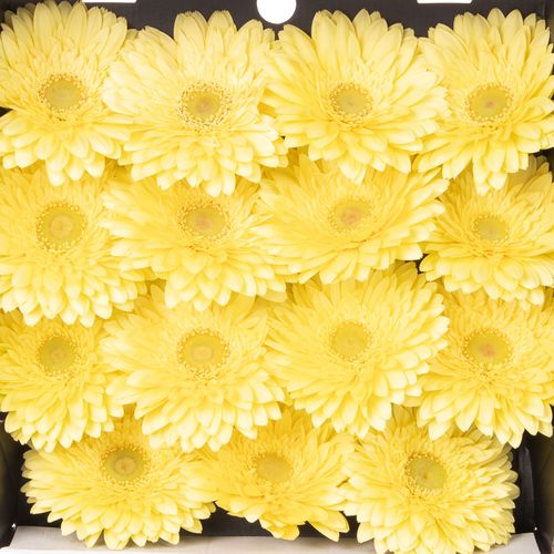 Gerbera creme Full Moon