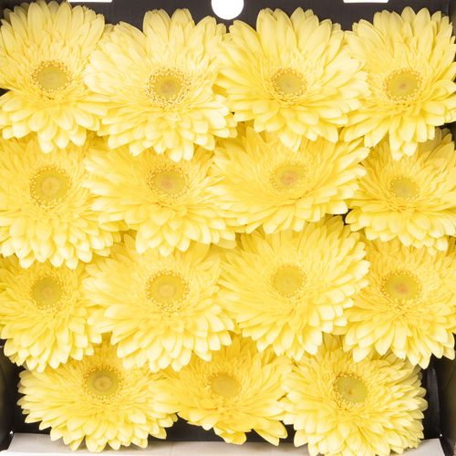 Gerbera creme Full Moon