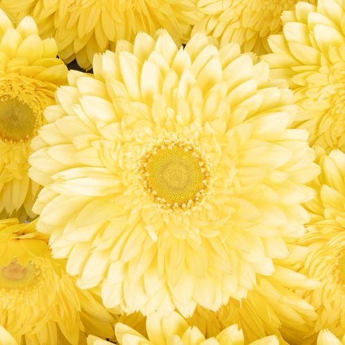 Gerbera creme Full Moon