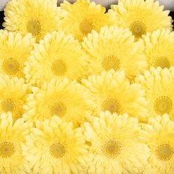 Gerbera creme Full Moon