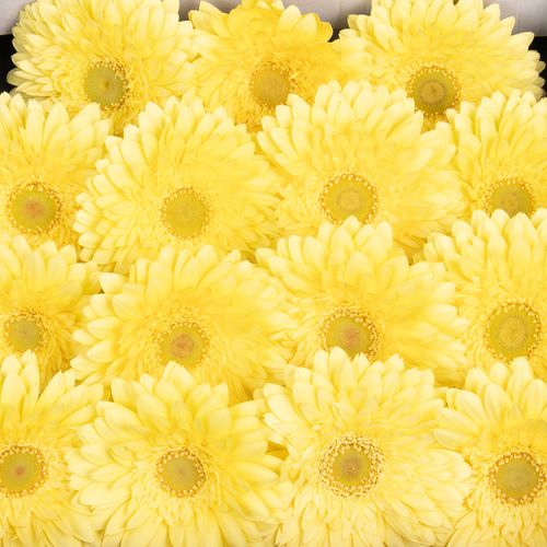 Gerbera creme Full Moon