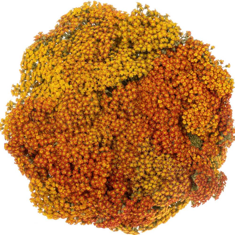 Achillea orange Sunset 55cm