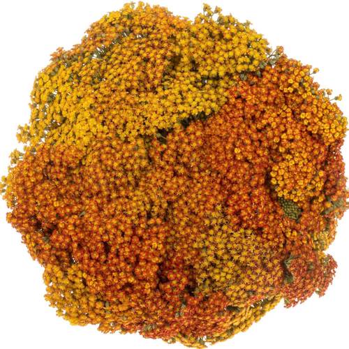 Achillea orange Sunset 55cm