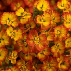 Achillea orange Sunset 55cm