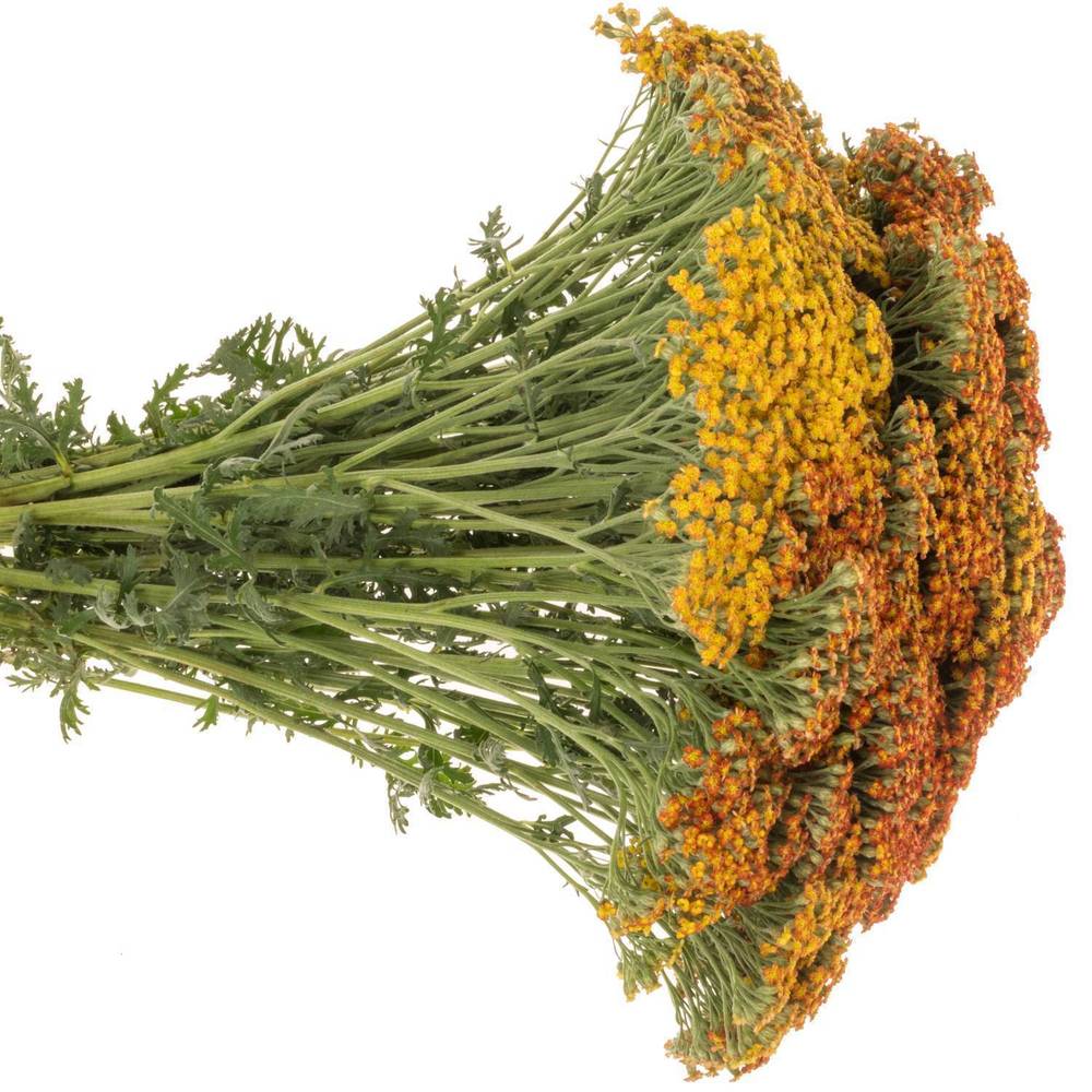 Achillea orange Sunset 55cm