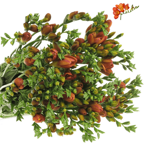 Freesie orange Bastogne 16 Gramm