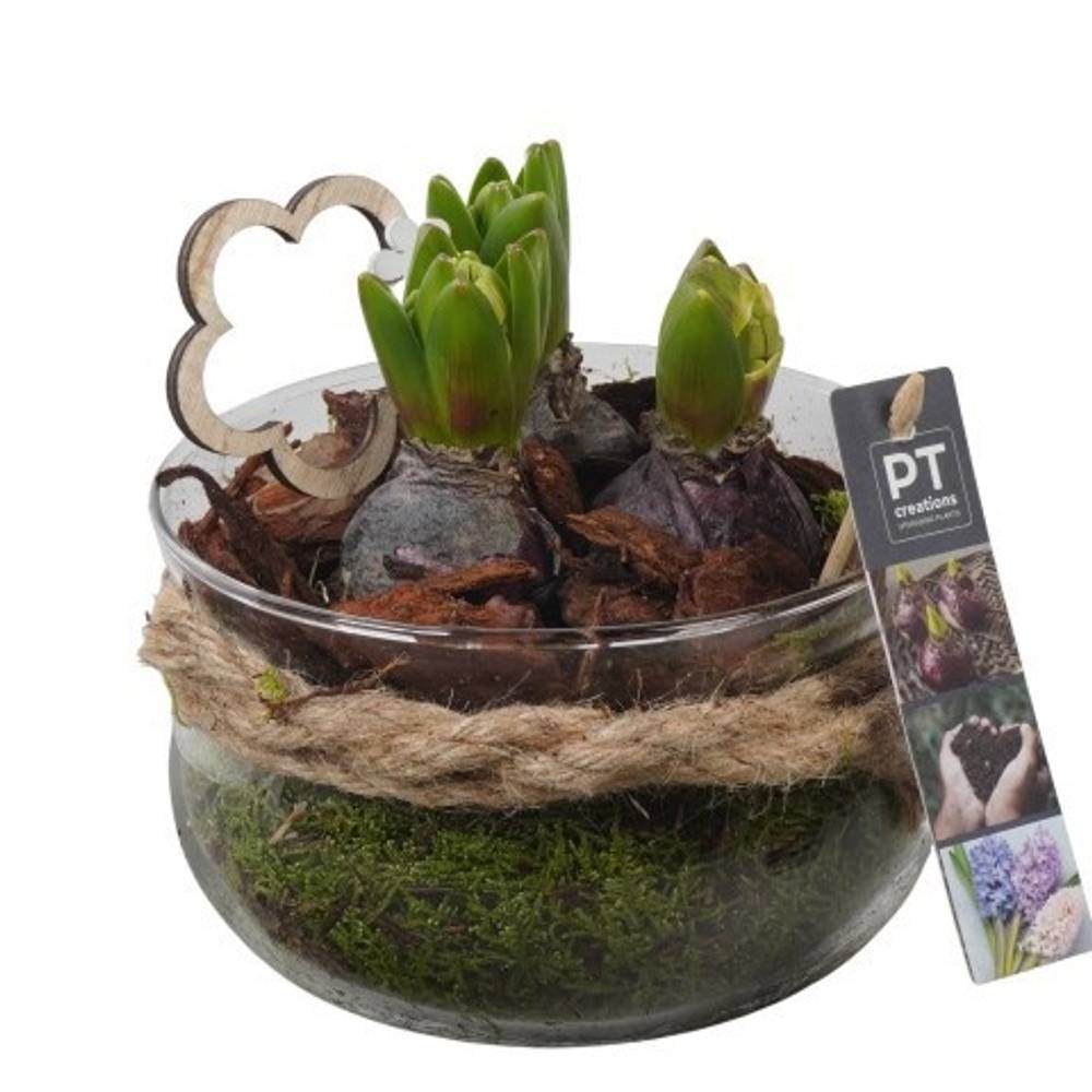 Hyazinthe.Arr PTHC9204 T16 H016