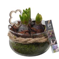 Hyazinthe.Arr PTHC9204 T16 H016