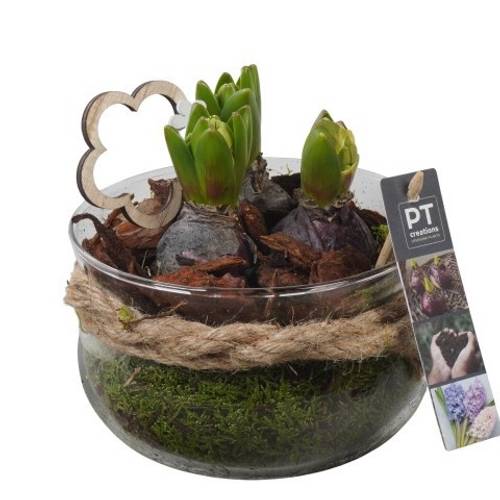 Hyazinthe.Arr PTHC9204 T16 H016