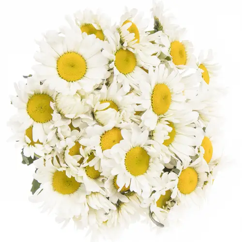 Margerite weiss 55cm