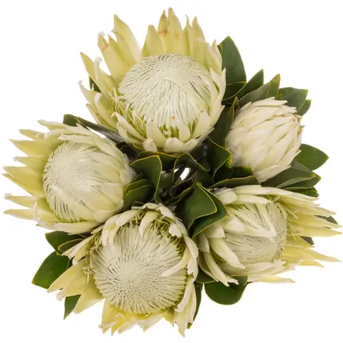 Protea weiss Lei Momi 40cm