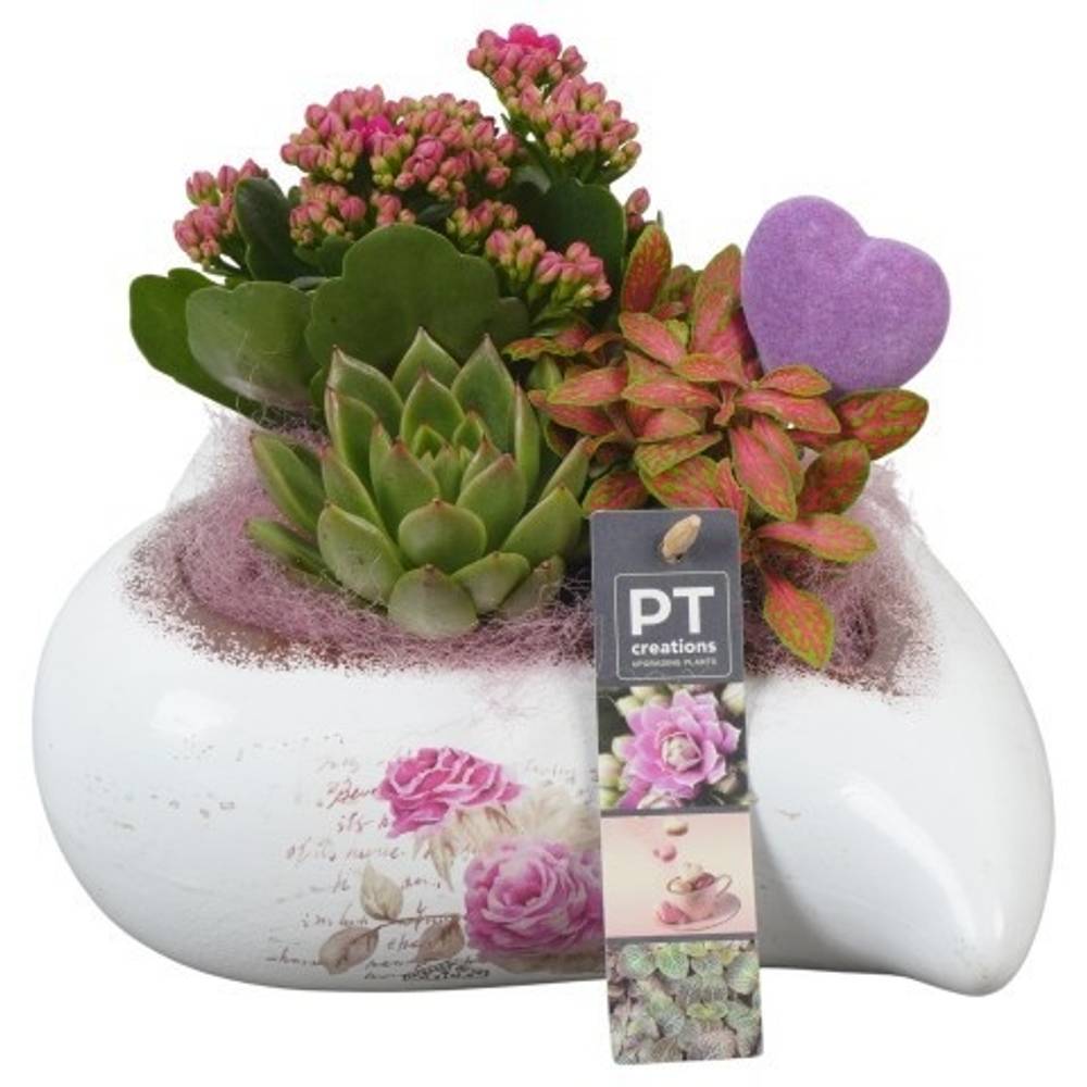 Kal.Arr PTVMB2274 T21 H019