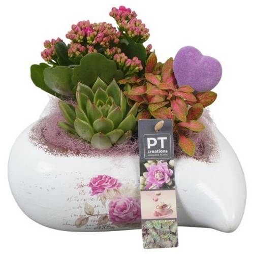 Kal.Arr PTVMB2274 T21 H019