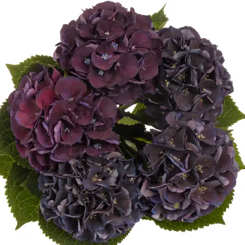 Hortensie violet/grün Royal King classic Bol 12cm 40cm