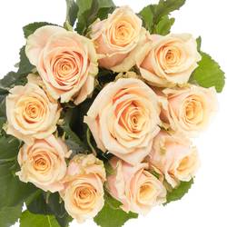Rose apricot Bellini 70cm