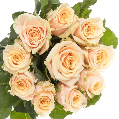 Rose apricot Bellini 70cm