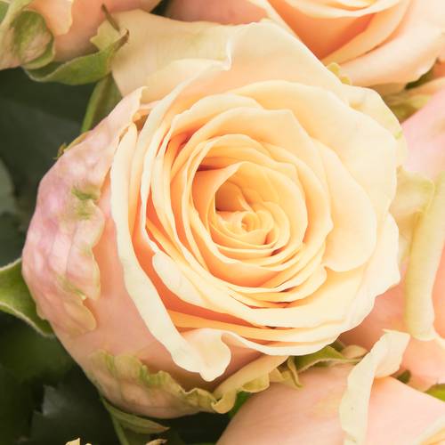 Rose apricot Bellini 70cm