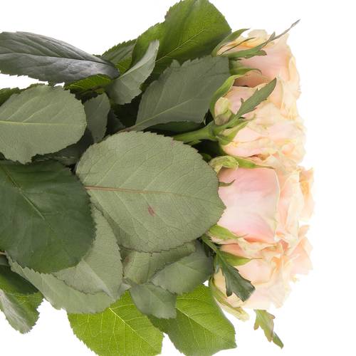 Rose apricot Bellini 70cm