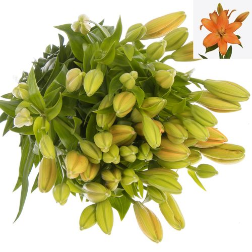 Lilie asiatisch orange Valencia 4+Blüte 80cm