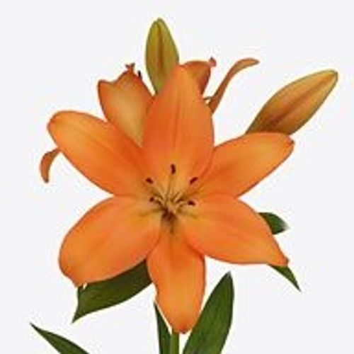 Lilie asiatisch orange Valencia 4+Blüte 80cm
