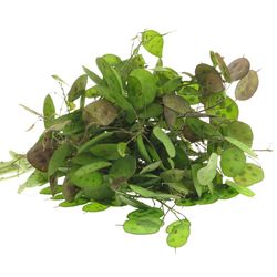 Lunaria lila    60cm