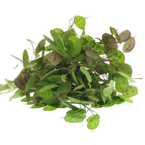Lunaria lila    60cm