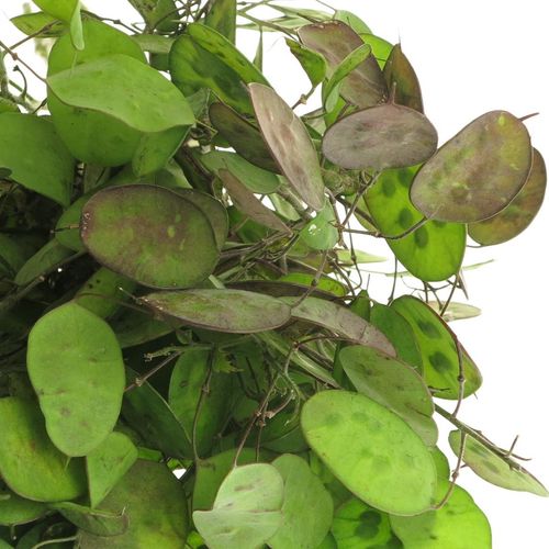 Lunaria lila    60cm