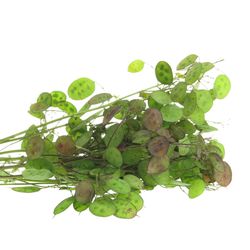 Lunaria lila    60cm
