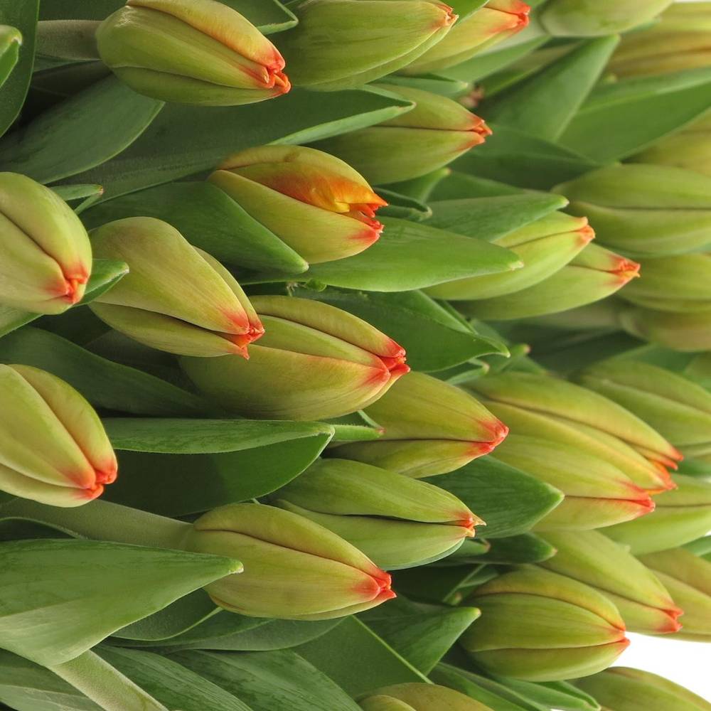 Tulpe orange Triple A 40 Gramm