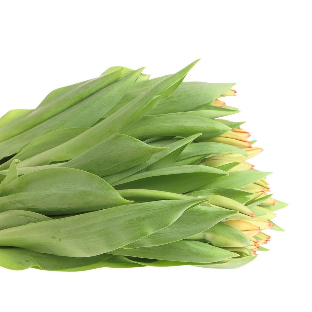 Tulpe orange Triple A 40 Gramm