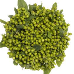 Hypericum grün Bündel 40cm