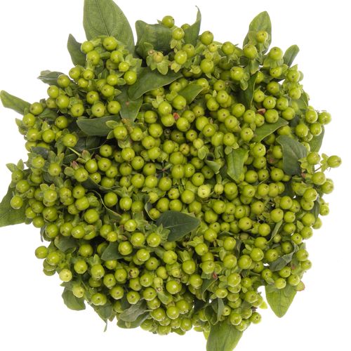 Hypericum grün Bündel 40cm