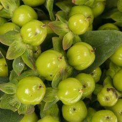 Hypericum grün Bündel 40cm