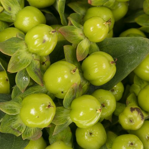 Hypericum grün Bündel 40cm
